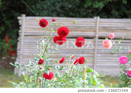 秋天公園大麗花花 136872349