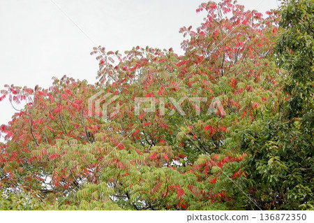 秋日的公園,漆樹的枝葉,秋葉 秋日的公園,漆樹的枝葉,秋葉 136872350