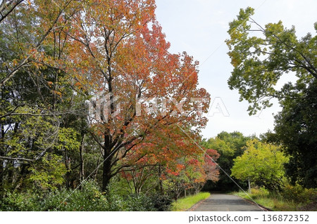 秋日公園：色彩繽紛的美國楓香樹 136872352