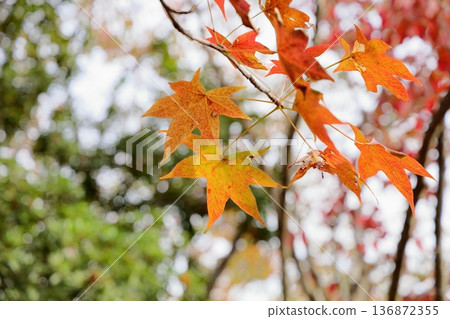 秋日公園:色彩繽紛的美洲落葉和枝條 秋日公園:色彩繽紛的美洲落葉和枝條 136872355