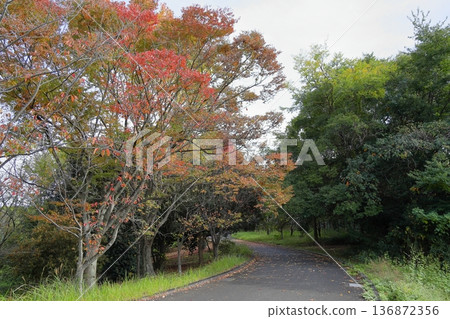 秋天的公園 秋天的公園 136872356