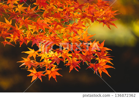 Bright red maple leaves Bright red maple leaves 136872362