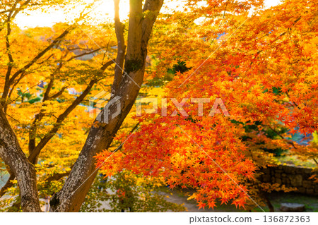 鮮紅的楓葉 鮮紅的楓葉 136872363
