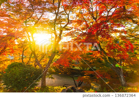 鮮紅的楓葉 鮮紅的楓葉 136872364
