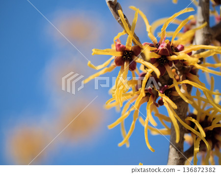 The lovely yellow flowers of Hamamelis intermedia "Elena" bloomed on a sunny February day 136872382