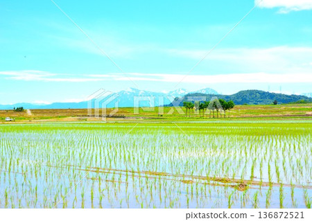 初夏鄉村景色,遍地歐芹,遠眺越後三山 初夏鄉村景色,遍地歐芹,遠眺越後三山 136872521