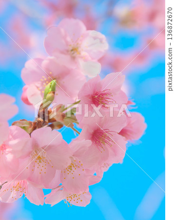 河津櫻花盛開,映襯著藍天。自然風光(2026年2月) 河津櫻花盛開,映襯著藍天。自然風光(2026年2月) 136872670