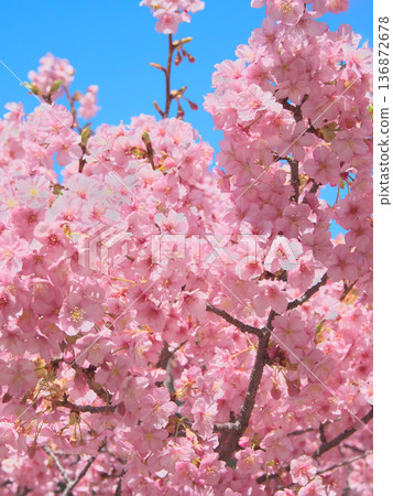 河津櫻花盛開,映襯著藍天。自然風光(2026年2月) 河津櫻花盛開,映襯著藍天。自然風光(2026年2月) 136872678