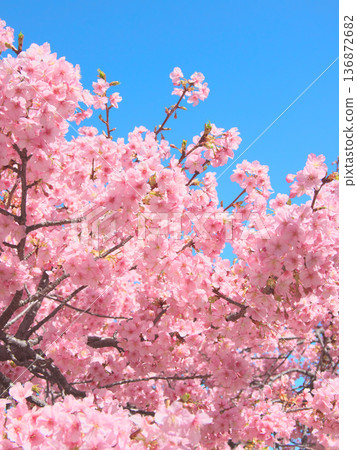 河津櫻花盛開,映襯著藍天。自然風光(2026年2月) 河津櫻花盛開,映襯著藍天。自然風光(2026年2月) 136872682