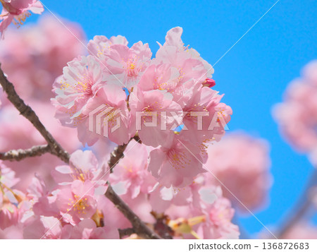 河津櫻花盛開,映襯著藍天。自然風光(2026年2月) 河津櫻花盛開,映襯著藍天。自然風光(2026年2月) 136872683