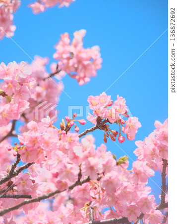 河津櫻花盛開,映襯著藍天。自然風光(2026年2月) 河津櫻花盛開,映襯著藍天。自然風光(2026年2月) 136872692