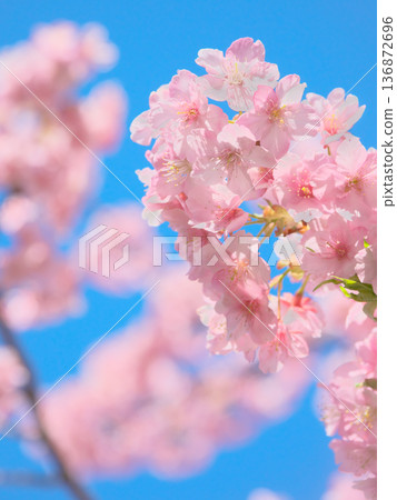 河津櫻花盛開,映襯著藍天。自然風光(2026年2月) 河津櫻花盛開,映襯著藍天。自然風光(2026年2月) 136872696