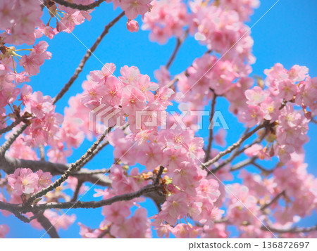 Kawazu cherry blossoms in full bloom against a blue sky. Natural scenery (February 2026) Kawazu cherry blossoms in full bloom against a blue sky. Natural scenery (February 2026) 136872697