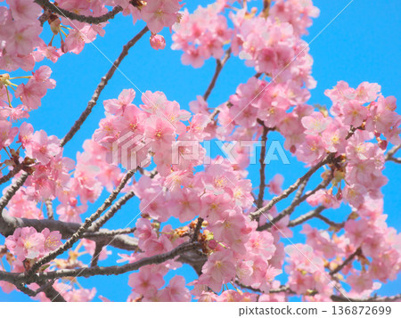 河津櫻花盛開,映襯著藍天。自然風光(2026年2月) 河津櫻花盛開,映襯著藍天。自然風光(2026年2月) 136872699