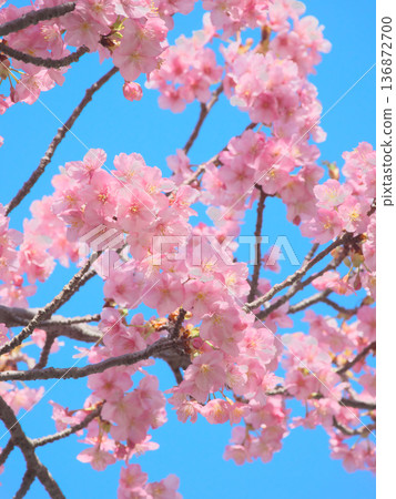 河津櫻花盛開,映襯著藍天。自然風光(2026年2月) 河津櫻花盛開,映襯著藍天。自然風光(2026年2月) 136872700