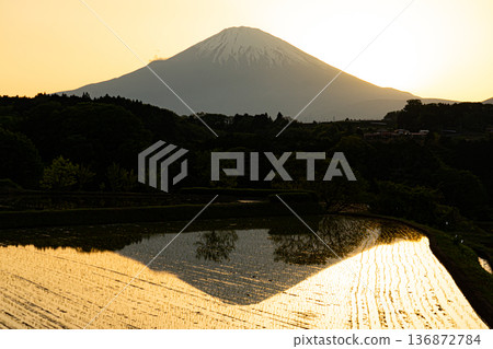 夕陽映照下，竹下梯田熠熠生輝。 136872784