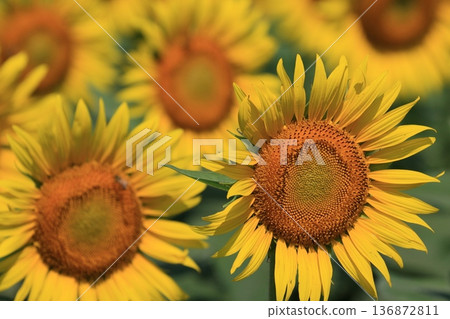 Sunflowers blooming towards the sun - Large sunflowers Sunflowers blooming towards the sun - Large sunflowers 136872811