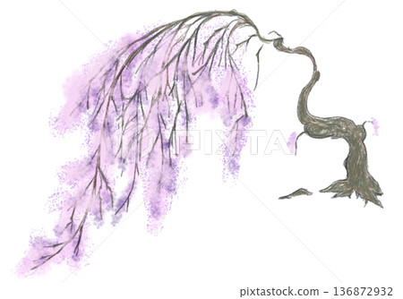 Weeping cherry tree Weeping cherry tree 136872932