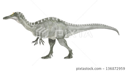 伊比利亞棘龍（Iberospinus），意為“伊比利亞的刺”，是一種在棘龍科中的地位岌岌可危的恐龍。 136872959