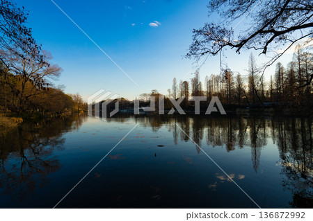 井之頭公園:神秘的井之頭池 井之頭公園:神秘的井之頭池 136872992