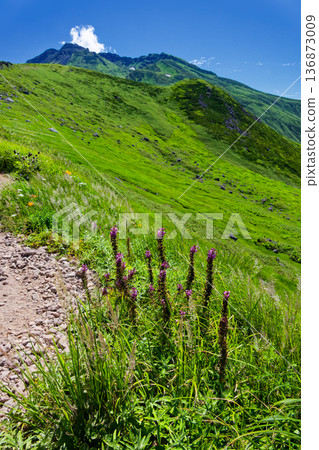 鳥海岳美濱附近的阿爾卑斯山植物群落以及神山山頂峰的植物群落 鳥海岳美濱附近的阿爾卑斯山植物群落以及神山山頂峰的植物群落 136873009