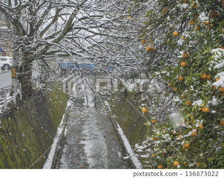 寒冷的街角,白雪覆蓋的柑橘樹和水道 寒冷的街角,白雪覆蓋的柑橘樹和水道 136873022
