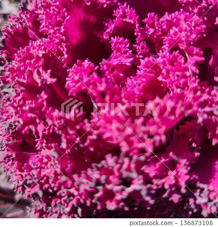 Leaf peony 136873108