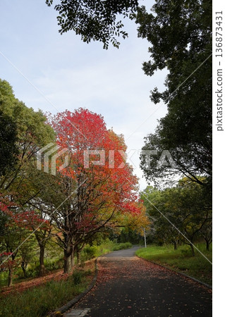 秋日公園：色彩繽紛的美洲落葉和枝條 136873431