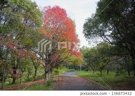 Autumn park: Colorful American sweetgum leaves and branches Autumn park: Colorful American sweetgum leaves and branches 136873432