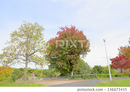 Autumn park: Colorful American ginger trees Autumn park: Colorful American ginger trees 136873435