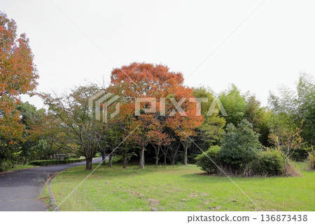 Autumn park: Zelkova branches and leaves change color Autumn park: Zelkova branches and leaves change color 136873438