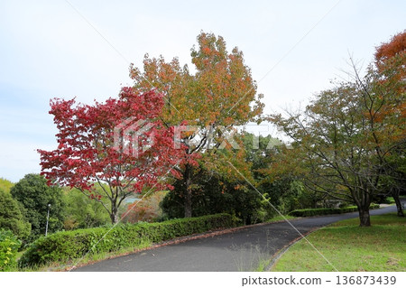 Autumn park: Colorful American sweetgum leaves and branches Autumn park: Colorful American sweetgum leaves and branches 136873439