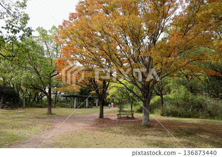 Autumn park: Zelkova branches and leaves change color Autumn park: Zelkova branches and leaves change color 136873440