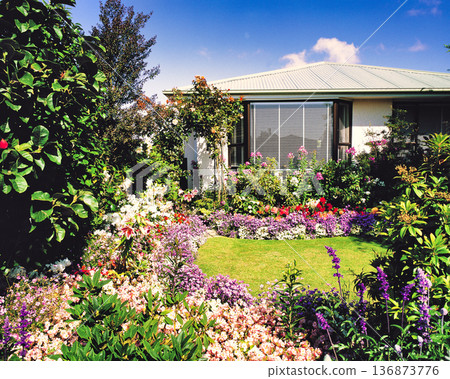 Beautiful garden flowers in New Zealand 136873776