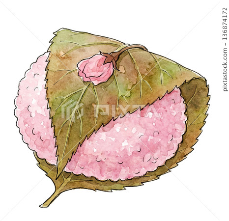 水彩插畫，描繪了道明寺（關西風味櫻花餅），上麵點綴著櫻花。 136874172