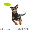 Playful funny Rottweiler pet dog catching a green frisbee isolated PNG cutout, transparent background. Canine training, active happy healthy doggy playing 136874774