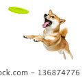 Playful funny shiba inu pet dog catching a green frisbee isolated PNG cutout, transparent background. Canine training, active happy healthy doggy playing 136874776