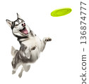 Playful funny Siberian Husky pet dog catching a green frisbee isolated PNG cutout, transparent background. Canine training, active happy healthy doggy playing 136874777
