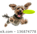 Playful funny Yorkshire Terrier pet dog catching a green frisbee isolated PNG cutout, transparent background. Canine training, active happy healthy doggy playing 136874778