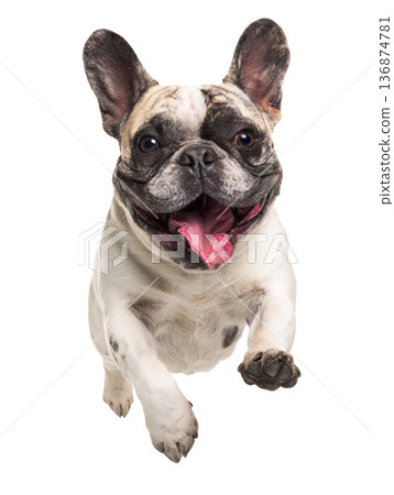 Playful funny French bulldog pet dog jumping isolated PNG cutout, transparent background. Active happy healthy doggy playing, good boy 136874781