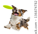 Playful funny Australian Shepherd pet dog catching a green frisbee isolated PNG cutout, transparent background. Canine training, active happy healthy doggy playing 136874782