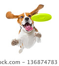 Playful funny Beagle pet dog catching a green frisbee isolated PNG cutout, transparent background. Canine training, active happy healthy doggy playing 136874783