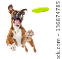 Playful funny Boxer pet dog catching a green frisbee isolated PNG cutout, transparent background. Canine training, active happy healthy doggy playing 136874785