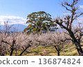 Soga Plum Grove in early spring with plum blossoms in bloom 136874824