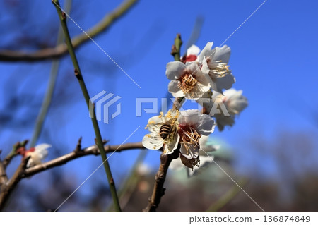 Plum blossom Plum blossom 136874849
