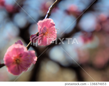 Pink plum blossoms "Mikaikou" bloom beautifully on a sunny February day Pink plum blossoms "Mikaikou" bloom beautifully on a sunny February day 136874853