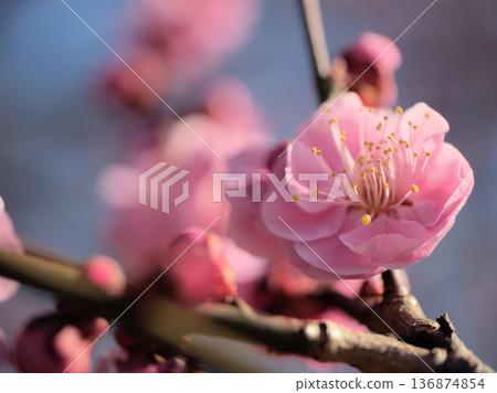Pink plum blossoms "Mikaikou" bloom beautifully on a sunny February day Pink plum blossoms "Mikaikou" bloom beautifully on a sunny February day 136874854