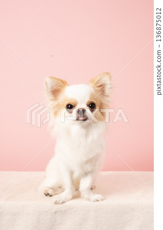 Pink buck and sitting chihuahua Simba 136875012