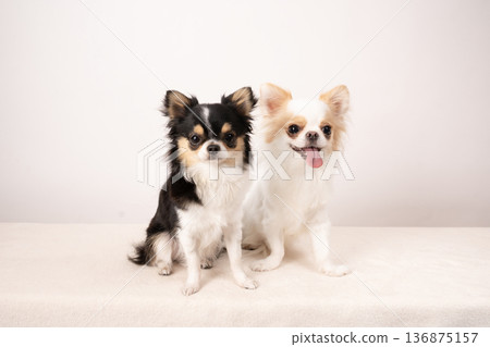 Two sitting chihuahuas with a white background Two sitting chihuahuas with a white background 136875157