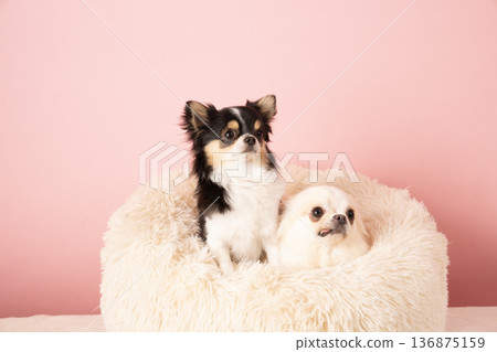 Two chihuahuas in bed with a pink back Two chihuahuas in bed with a pink back 136875159